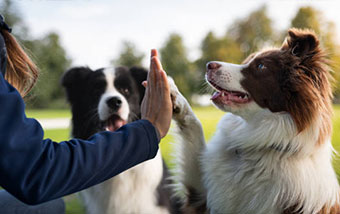 Canine Behavioral Training